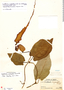 Aristolochia weddellii Duch., Brazil, B. E. Dahlgren 545, F