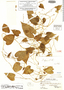 Dioscorea elegans R. Knuth, PERU, A. Weberbauer 7815, Isotype, F