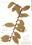 Casearia sylvestris var. sylvestris Sw., Peru, E. P. Killip 23672, F