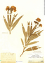 Nerium oleander L., Peru, Ll. Williams 5947, F