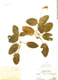 Fittonia albivenis, Peru, Ll. Williams 6038, F