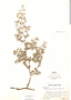 Tiquilia paronychioides (Phil.) A. Rich., Peru, I. M. Johnston 3523, F