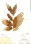 Banara nitida Spruce ex Benth., Peru, Ll. Williams 6530, F