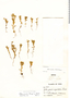 Phlox gracilis, Peru, A. Weberbauer 5725, F
