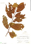 Perrottetia cf. quinduensis Kunth, Bolivia, J. Steinbach 9021, F