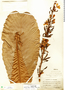Cespedesia spathulata image