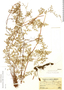 Eriosorus flexuosus (Kunth) Copel., Peru, G. S. Bryan 205, F