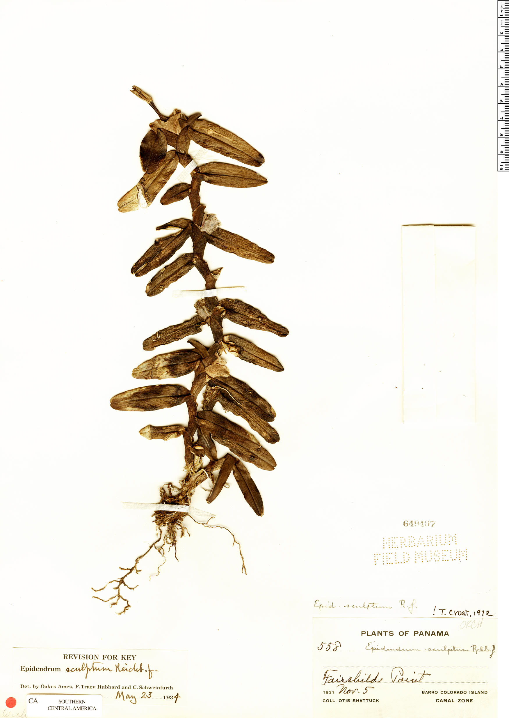 Epidendrum sculptum image