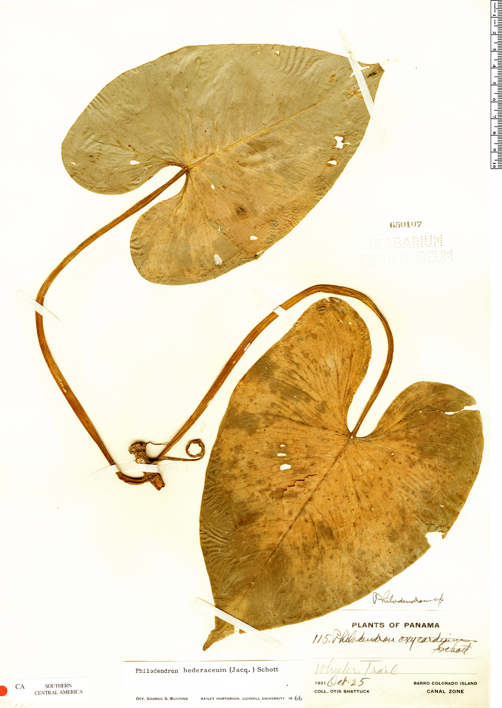 Philodendron jacquinii image