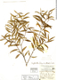 Eugenia belizensis Standl., Belize, H. H. Bartlett 11756, Holotype, F