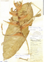 Heliconia wagneriana Petersen, BELIZE, W. A. Schipp S414, F