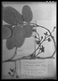 Field Museum photo negatives collection; Genève specimen of Swartzia xanthopetala Sandwith, GUYANA, N. Y. Sandwith 388, Isotype, G