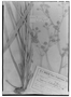 Field Museum photo negatives collection; Genève specimen of Eryngium rojasii H. Wolff, PARAGUAY, T. Rojas, Type [status unknown], G