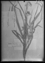Field Museum photo negatives collection; Genève specimen of Rhynchospora uleana Boeck., PERU, E. H. G. Ule 9148, Type [status unknown], G