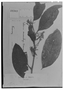 Field Museum photo negatives collection; Genève specimen of Cestrum microcalyx Francey, COLOMBIA, J. J. Triana, Type [status unknown], G