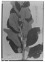 Field Museum photo negatives collection; Genève specimen of Aegiphila conturbata Moldenke, BRAZIL, Newman, Type [status unknown], G