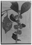 Field Museum photo negatives collection; Genève specimen of Aegiphila intermedia Moldenke, BRAZIL, A. Goeldi, Type [status unknown], G