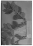 Field Museum photo negatives collection; Genève specimen of Aegiphila lanata Moldenke, BRAZIL, A. F. M. Glaziou 21917, Type [status unknown], G