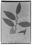 Field Museum photo negatives collection; Genève specimen of Piptocarpha sprucei Baker, PERU, R. Spruce 4362, Type [status unknown], G