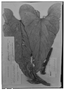 Field Museum photo negatives collection; Genève specimen of Anthurium albaretii J. F. Macbr., ECUADOR, L. A. Sodiro, Type [status unknown], G