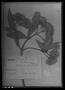 Field Museum photo negatives collection; Genève specimen of Eupatorium coelecaule B. L. Rob., PERU, A. Mathews 1373, Type [status unknown], G