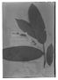 Field Museum photo negatives collection; Genève specimen of Duguetia riparia Huber, BRAZIL, J. E. Huber, Type [status unknown], G