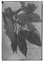 Field Museum photo negatives collection; Genève specimen of Duguetia tessmannii R. E. Fr., PERU, G. Tessmann 3201, G