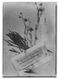 Field Museum photo negatives collection; Genève specimen of Erigeron cinerascens Sch. Bip., PERU, W. Lechler 1752, Type [status unknown], G