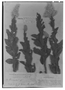 Field Museum photo negatives collection; Genève specimen of Pterocaulon paniculatum Arechav., URUGUAY, J. Arechavaleta 96, Type [status unknown], G