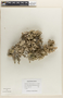 Halimeda opuntia (L.) J. V. Lamour., U.S.A., M. A. Howe 1414, F
