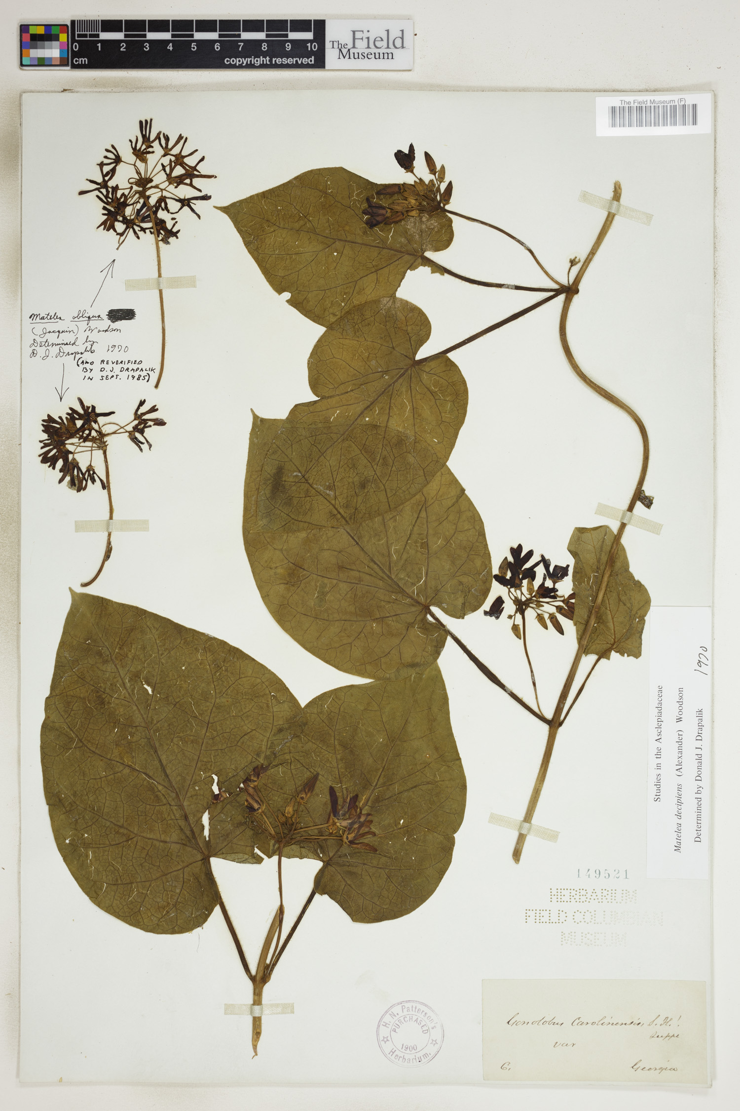 Matelea decipiens image