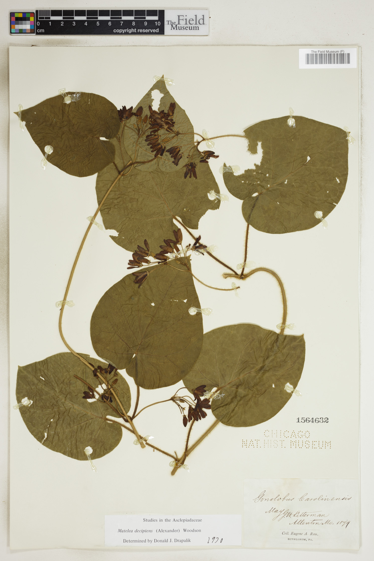 Matelea decipiens image