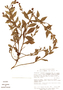 Oenothera epilobiifolia Kunth, Mexico, B. F. Hansen 7695, F