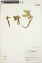 Guilleminea elongata Mears, URUGUAY, T. M. Pedersen 16202, F