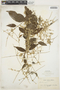 Hebanthe grandiflora (Hook.) Borsch & Pedersen, BOLIVIA, H. H. Rusby 1511, F