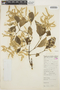 Hebanthe grandiflora (Hook.) Borsch & Pedersen, BOLIVIA, M. Cárdenas H. 2775, F