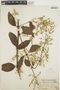 Hebanthe grandiflora (Hook.) Borsch & Pedersen, PERU, J. F. Macbride 5122, F