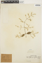 Hebanthe grandiflora (Hook.) Borsch & Pedersen, PERU, A. Diehl 2407, F