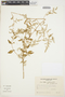 Iresine diffusa Humb. & Bonpl. ex Willd., BOLIVIA, A. Krapovickas 31483, F