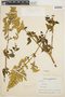 Iresine diffusa Humb. & Bonpl. ex Willd., COLOMBIA, R. E. Schultes 7915, F