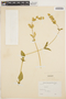 Iresine diffusa Humb. & Bonpl. ex Willd., PERU, J. J. Soukup 4019, F