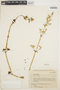 Iresine diffusa Humb. & Bonpl. ex Willd., ECUADOR, R. Espinosa 1388, F
