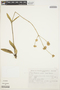 Amaranthaceae, BRAZIL, R. Reitz 17861, F