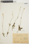 Pfaffia sericea Kunth, URUGUAY, G. Herter 222, F