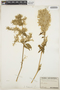 Iresine diffusa Humb. & Bonpl. ex Willd., ARGENTINA, G. H. E. W. Hieronymus, F