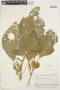 Iresine diffusa Humb. & Bonpl. ex Willd., BOLIVIA, B. A. Krukoff 10613, F