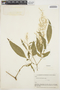 Iresine diffusa Humb. & Bonpl. ex Willd., BOLIVIA, B. A. Krukoff 10390, F