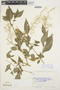 Iresine diffusa Humb. & Bonpl. ex Willd., BOLIVIA, R. F. Steinbach 315, F