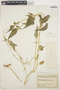 Iresine diffusa Humb. & Bonpl. ex Willd., BOLIVIA, K. Fiebrig 2132, F
