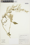 Iresine diffusa Humb. & Bonpl. ex Willd., BOLIVIA, R. Seidel 657, F